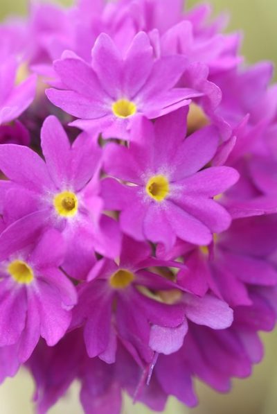 12 Bloeiende Vaste Tuinplanten Voor Alle Maanden Kleur GroenVandaag