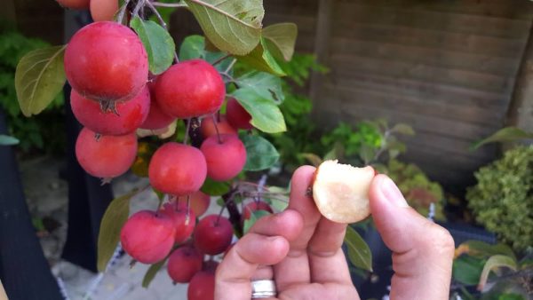 Fantastisch Fruit Voor Elk Formaat Tuin GroenVandaag