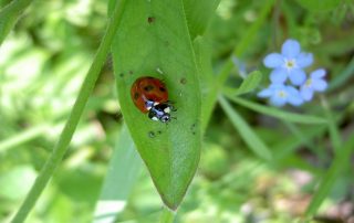 biodiversiteitsdag.