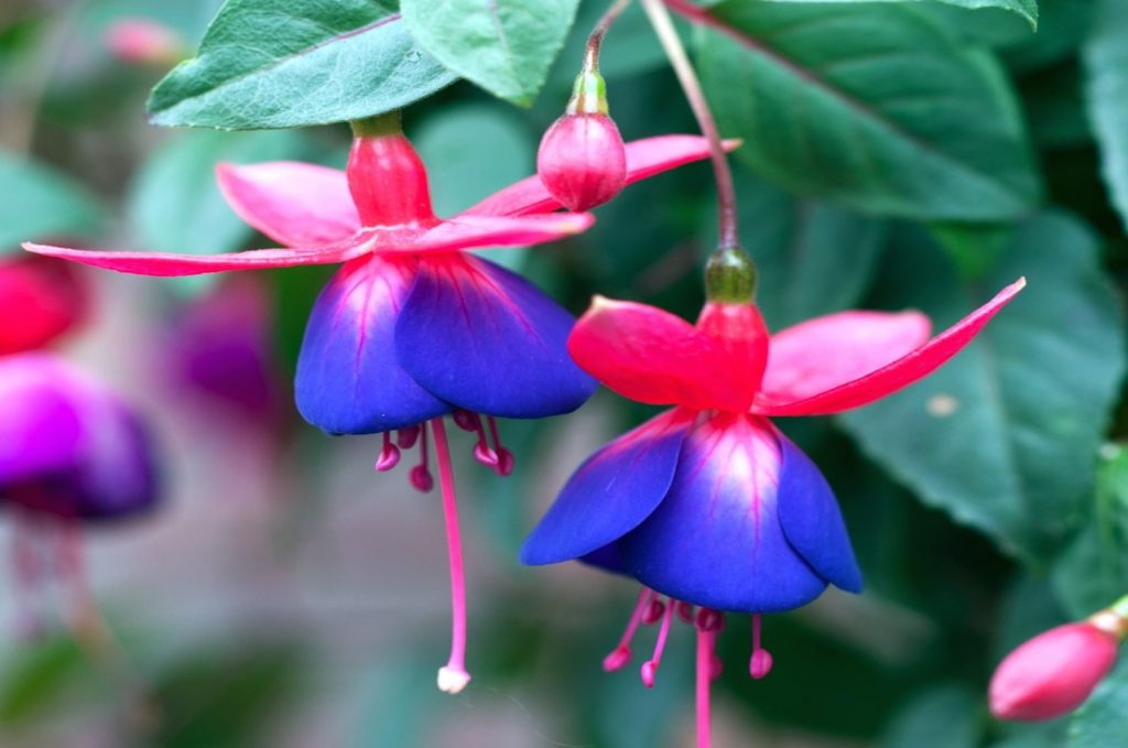 fuchsia Rijkbloeiende Fuchsia