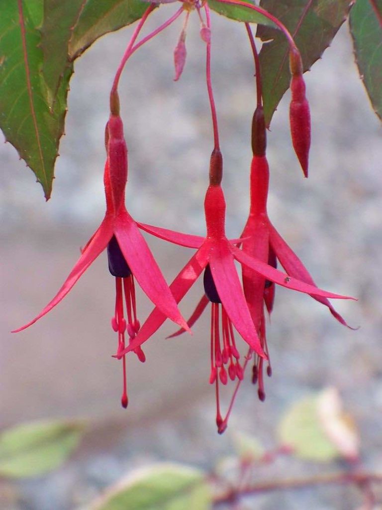 balkonplant - fuchsia