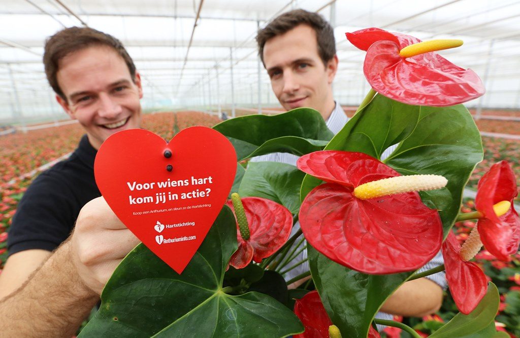 Anthurium Hart in Actie