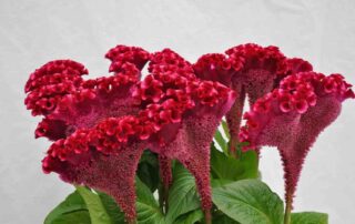 TIP: Bloemententoonstelling ‘Celosia Meets Arts’