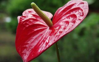 Anthurium actie voor Hartstichting