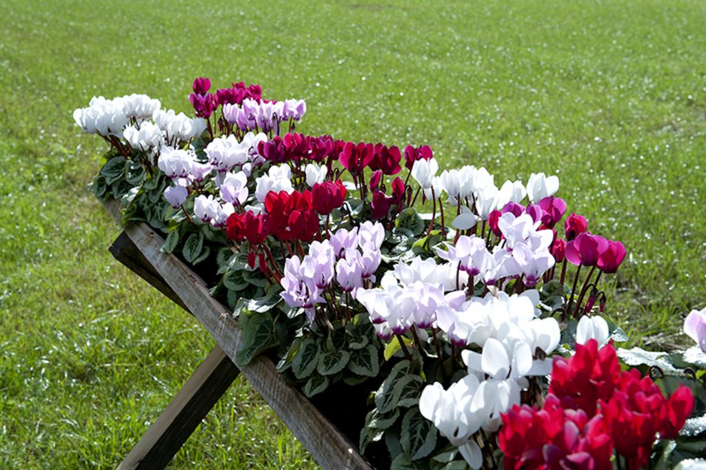 cyclamen_veranda-selections_01_LR