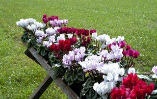 cyclamen en nazomer