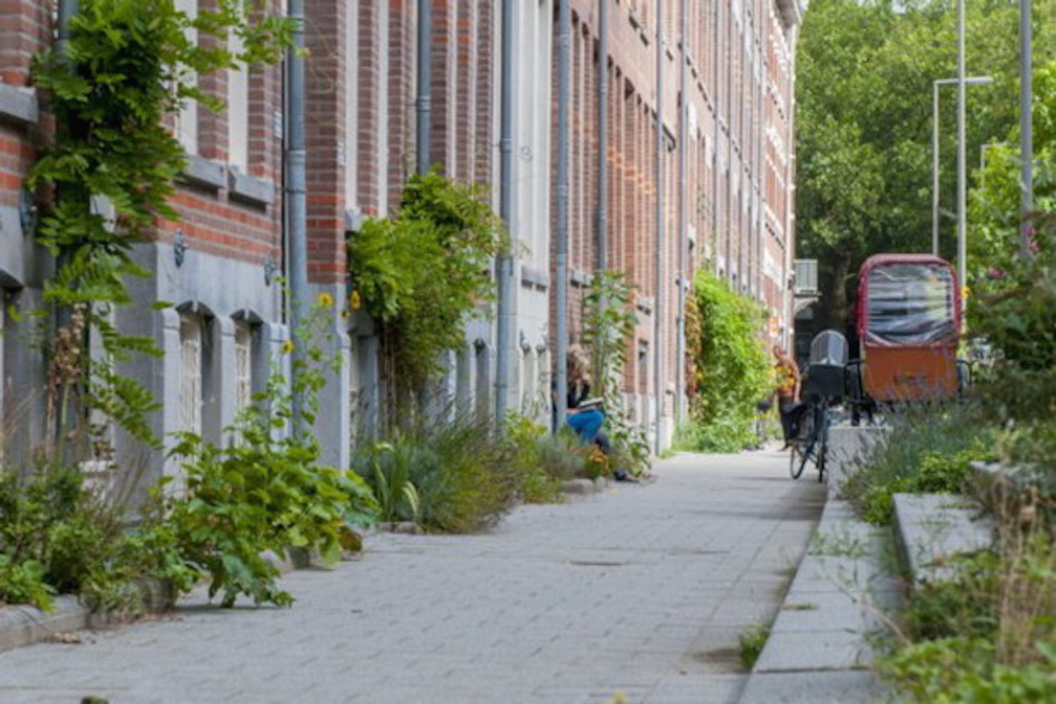zwaarlijvigheid Dekking Beringstraat Gemeente Rotterdam gaat de stad vergroenen - GroenVandaag