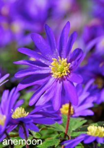 blauw-paarse voorjaarstuin anemoon