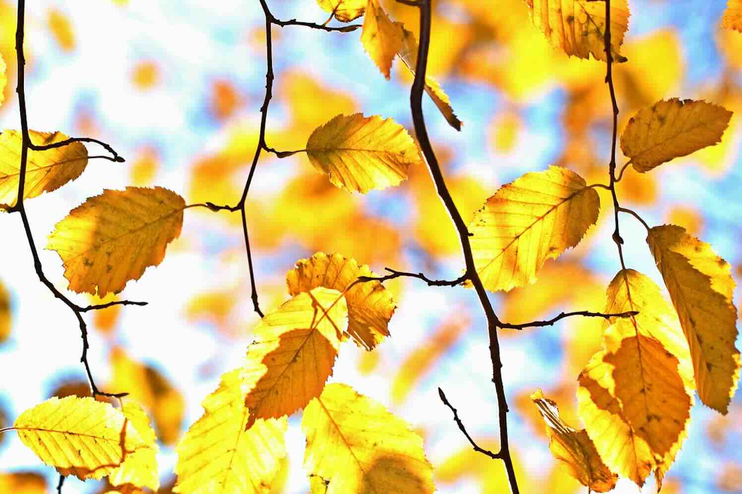 Nieuwe boomscharen voor snoeien op hoogte