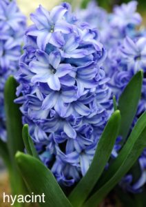 blauw-paarse voorjaarstuin hyacint