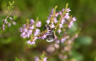 struikheide calluna