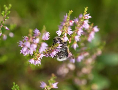 Robuuste struikheide: nectar in het najaar