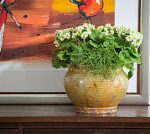 vintage primula pricanto