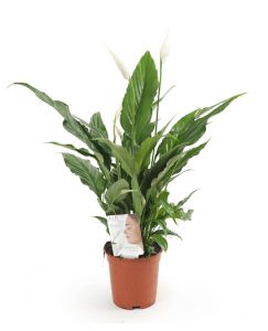 Spathiphyllum-Sweet-Chico-Air-so-pure