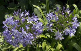 agapanthus planten in het najaar