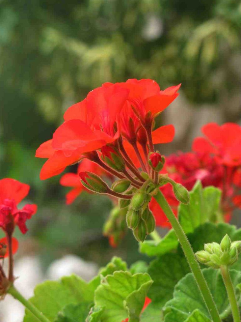 pelargoniums overwinteren