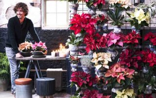 kerstster ook bekend als poinsettia