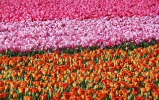 tulpenroute, Ontdek de natuur van de Bollenstreek op de fiets