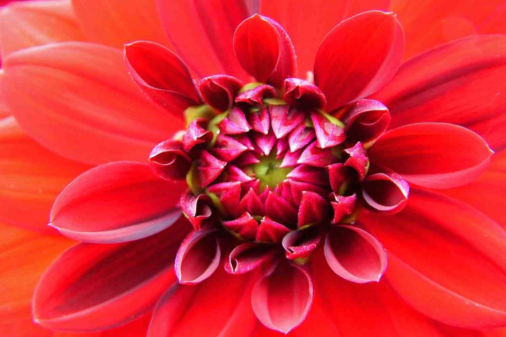 chrysant_rood