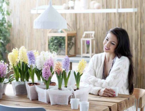 Ontluikende hyacint past perfect bij de Kerst