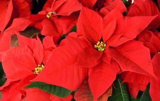 Poinsettia day kerstster voedselbank