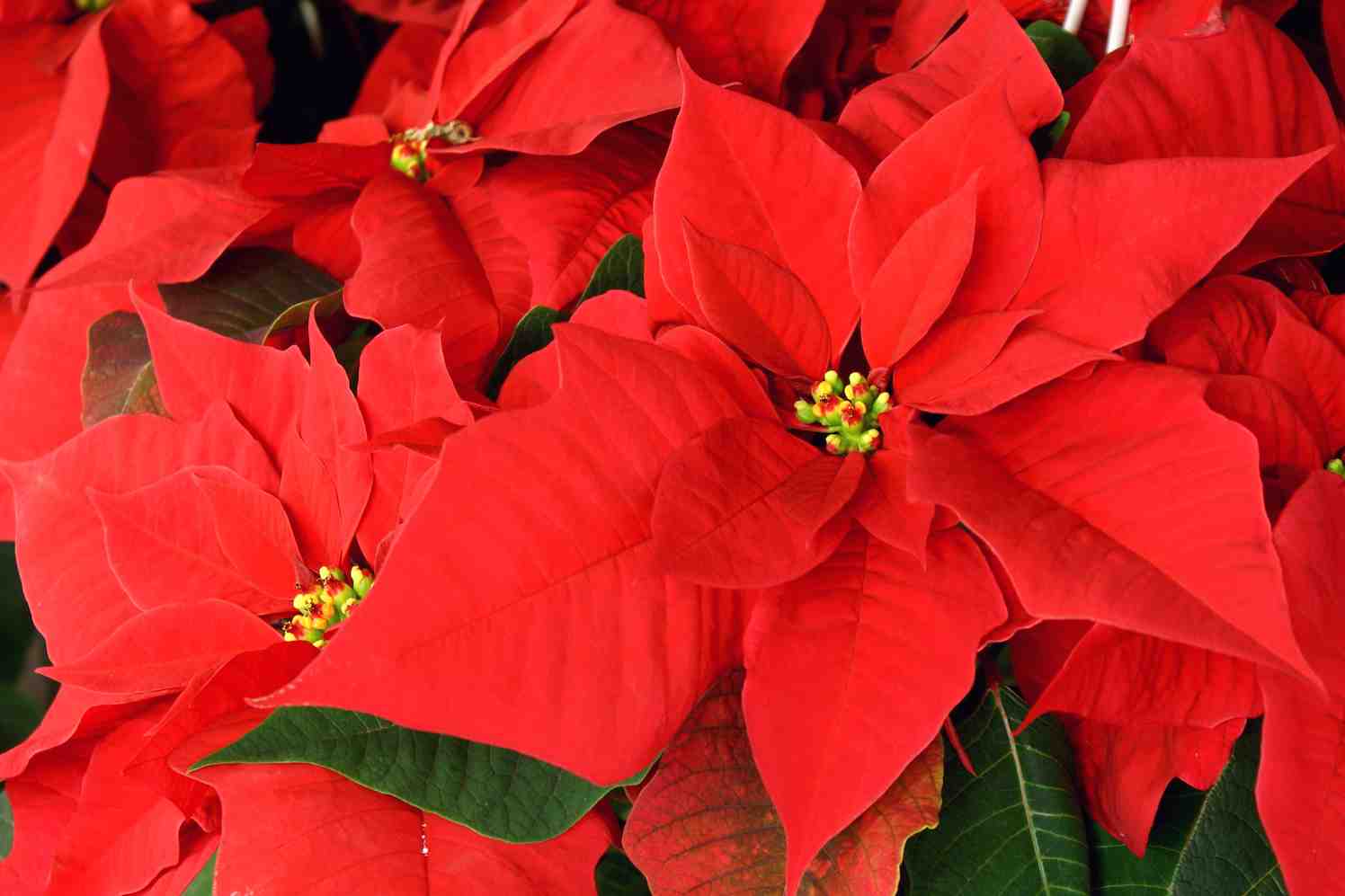 Poinsettia day kerstster voedselbank