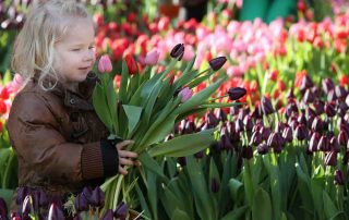 pluktuin tulpendag