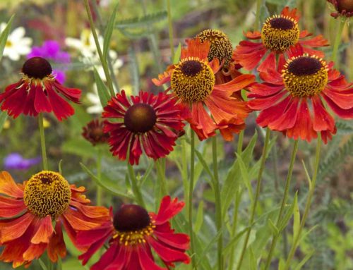 10 planten die het goed doen op kleigrond