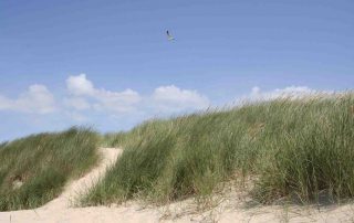 duinen