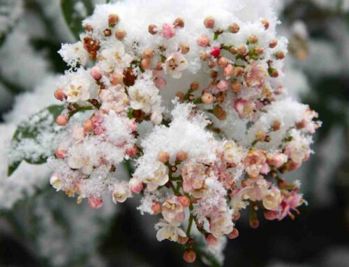 De wintertuin hoort ook bij het tuinseizoen