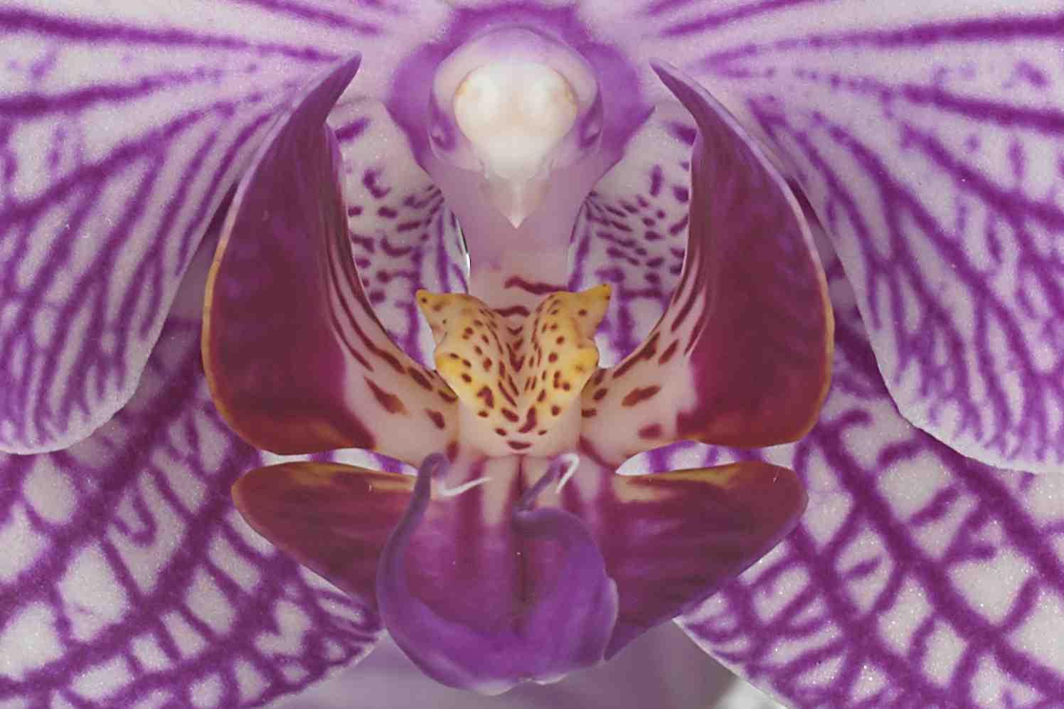 Korte film over het leven van de orchidee