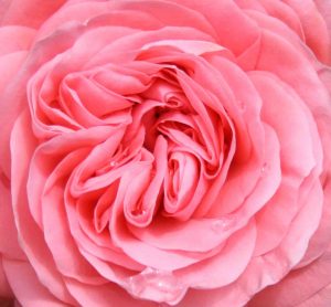 roos roze