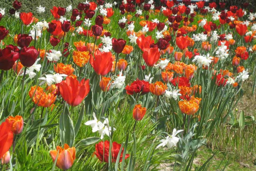 Zondag tuinen en bollenroute in Limburg GroenVandaag