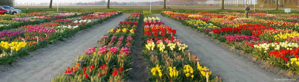 Panorama_tulpenshowtuin