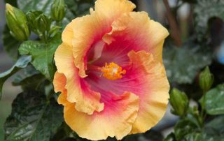 hibiscus en geranium