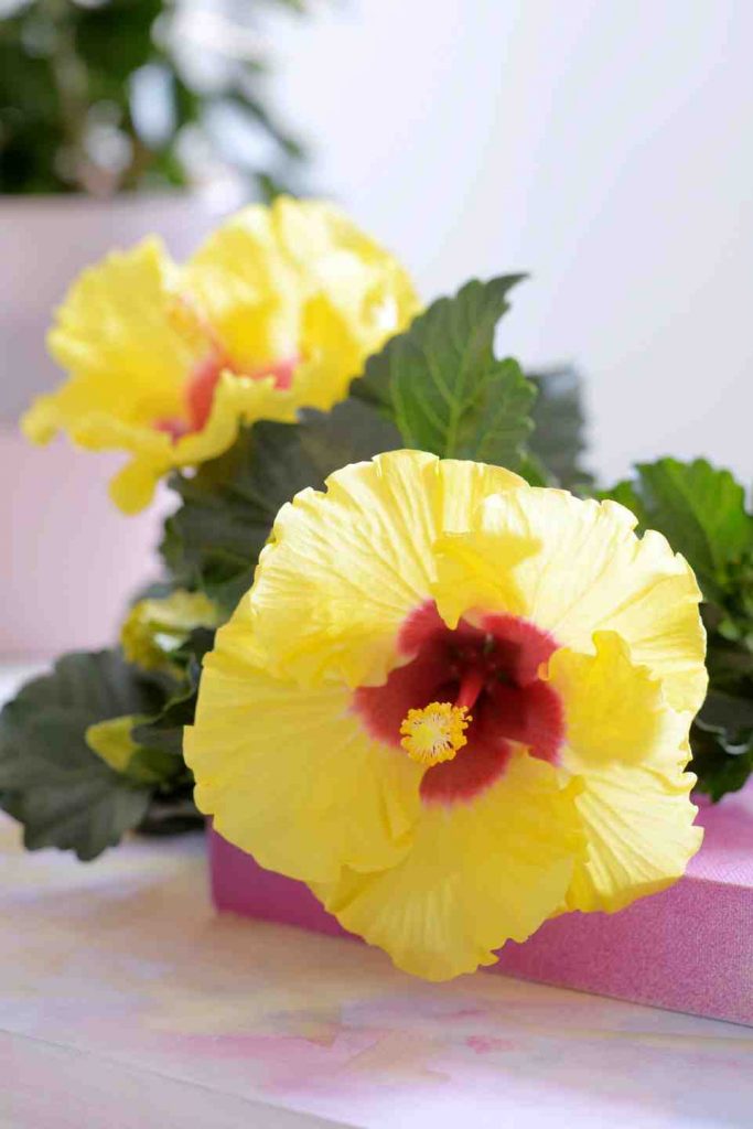 terrasplant-2016-hibiscus