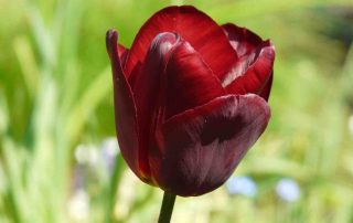 tulpenfestival amsterdam