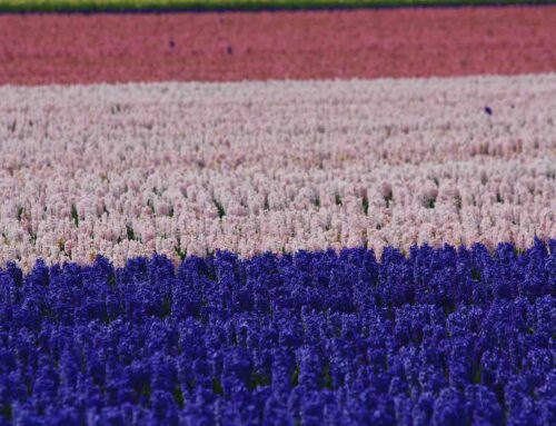 Typisch Nederlands bloemenvelden op postzegel
