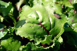 moestuin, groente en kruiden moestuin, tuindagen