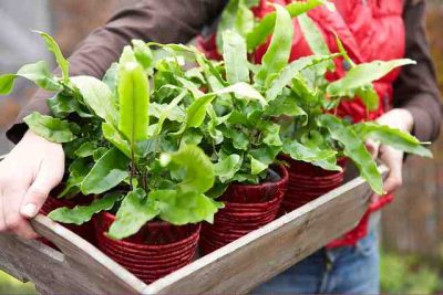Asplenium_scolopendrium, vaste planten voor border en pot