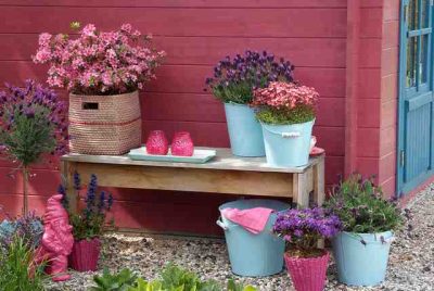 Lavandula_stoechas, vaste planten voor border en pot