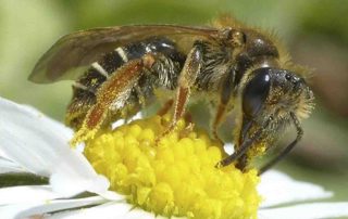 honing-bijenvolken, honingbij