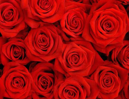 Dag van de arbeid: boeren, rode rozen en liefde