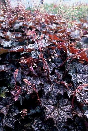 Heuchera