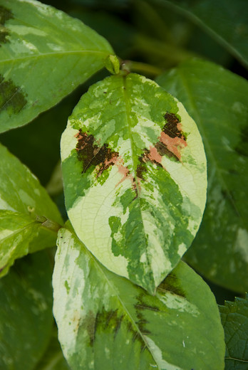 de schoonheid van bladplanten