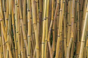 bamboe luier