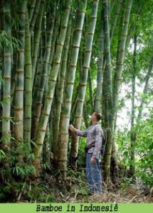 bamboe indonesie
