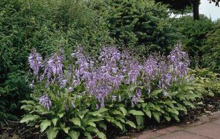 bladplanten, hosta geluk