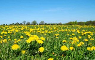 natuurrubber, russische paardenbloem