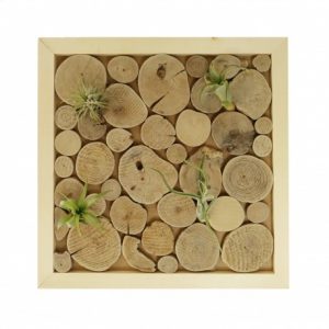 wanddecoratie-luchtplantjes-houtplakjes